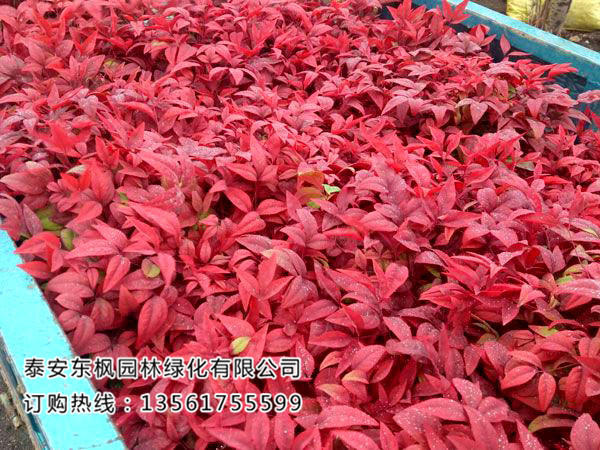 苗木種植土壤改良有哪些方法?