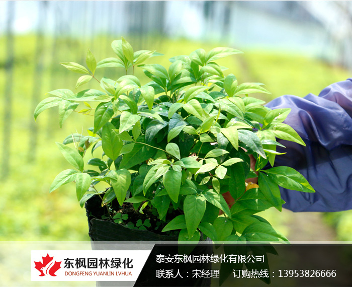 火焰南天竹栽種、澆水、施肥等及擺放環(huán)境