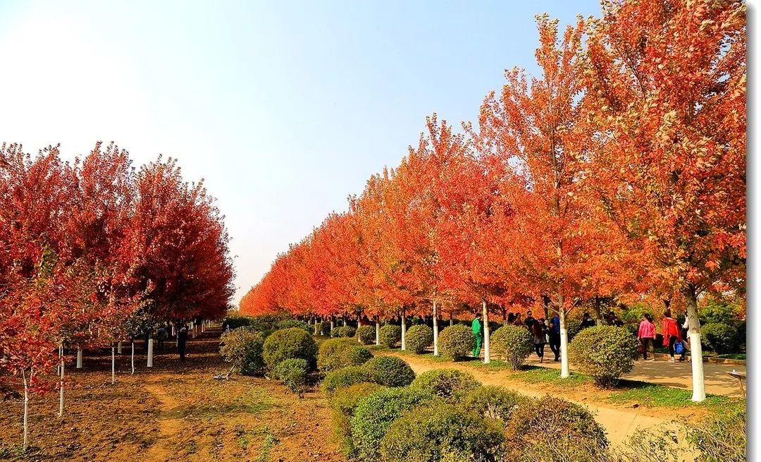 它，秋之嬌子——美國紅點紅楓