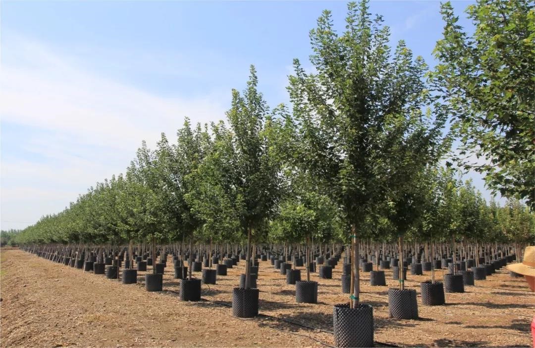 它，秋之嬌子——美國紅點紅楓