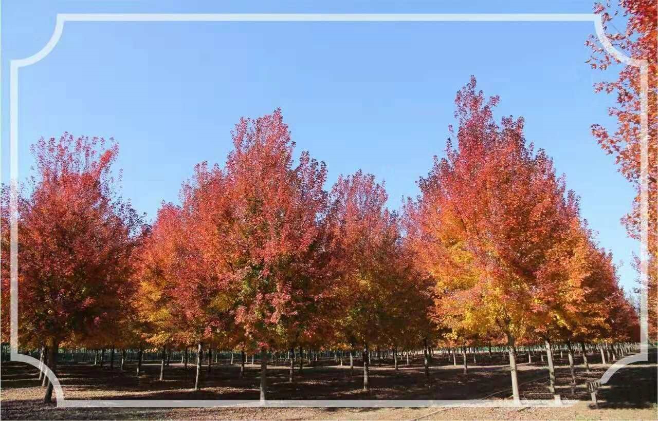 它，秋之嬌子——美國紅點紅楓