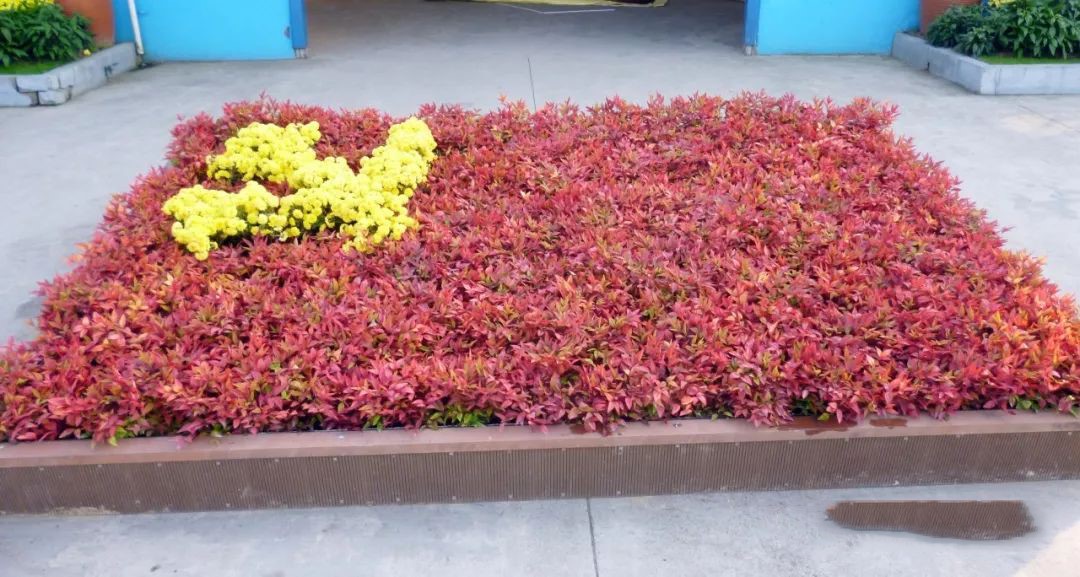 凌霜傲雪，夏透碧翠；近凝眸，紅光瀲艷，精神抖擻------火焰南天竹