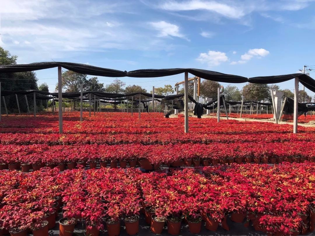 凌霜傲雪，夏透碧翠；近凝眸，紅光瀲艷，精神抖擻------火焰南天竹