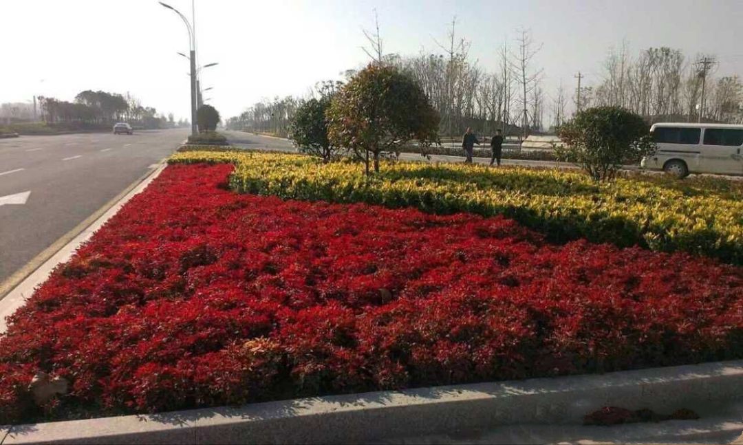 凌霜傲雪，夏透碧翠；近凝眸，紅光瀲艷，精神抖擻------火焰南天竹