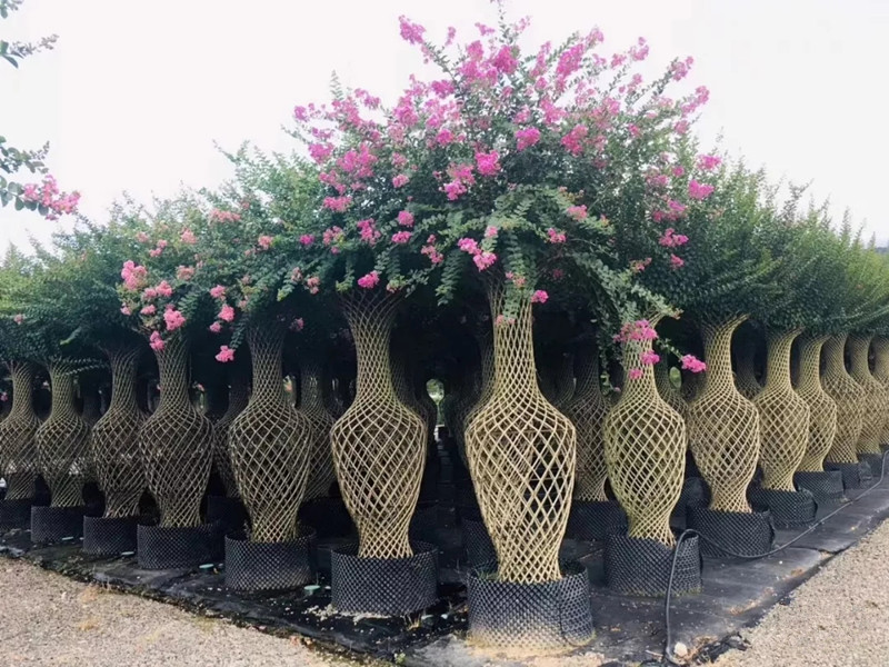 新品熱銷(xiāo)紫薇花瓶【紫薇造型樹(shù)】泰安東楓園林苗木有限公司