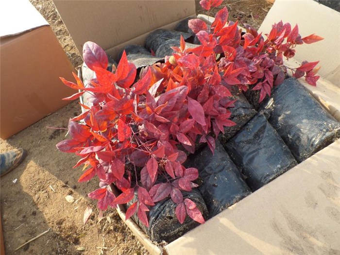 一個冬季紅葉的新品種——火焰南天竹