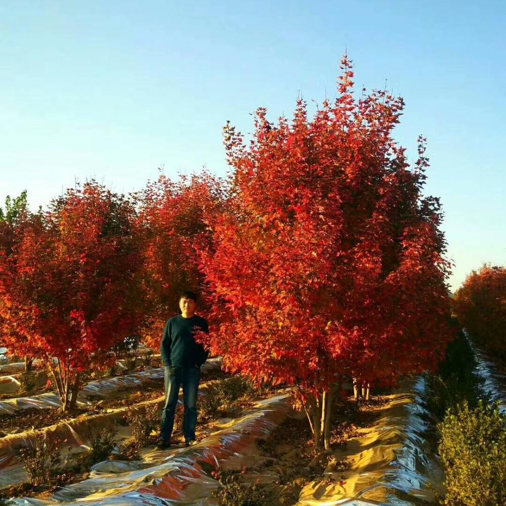 美國紅楓，在砥礪前行中預(yù)見未來